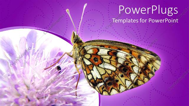 Presentation with purple butterfly - A butterfly on a flower with purple background