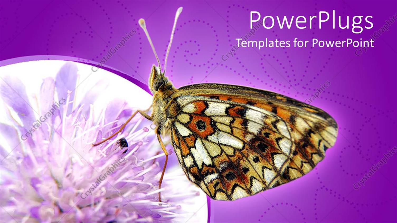 Featuring a Butterfly on a Flower with Purple Background