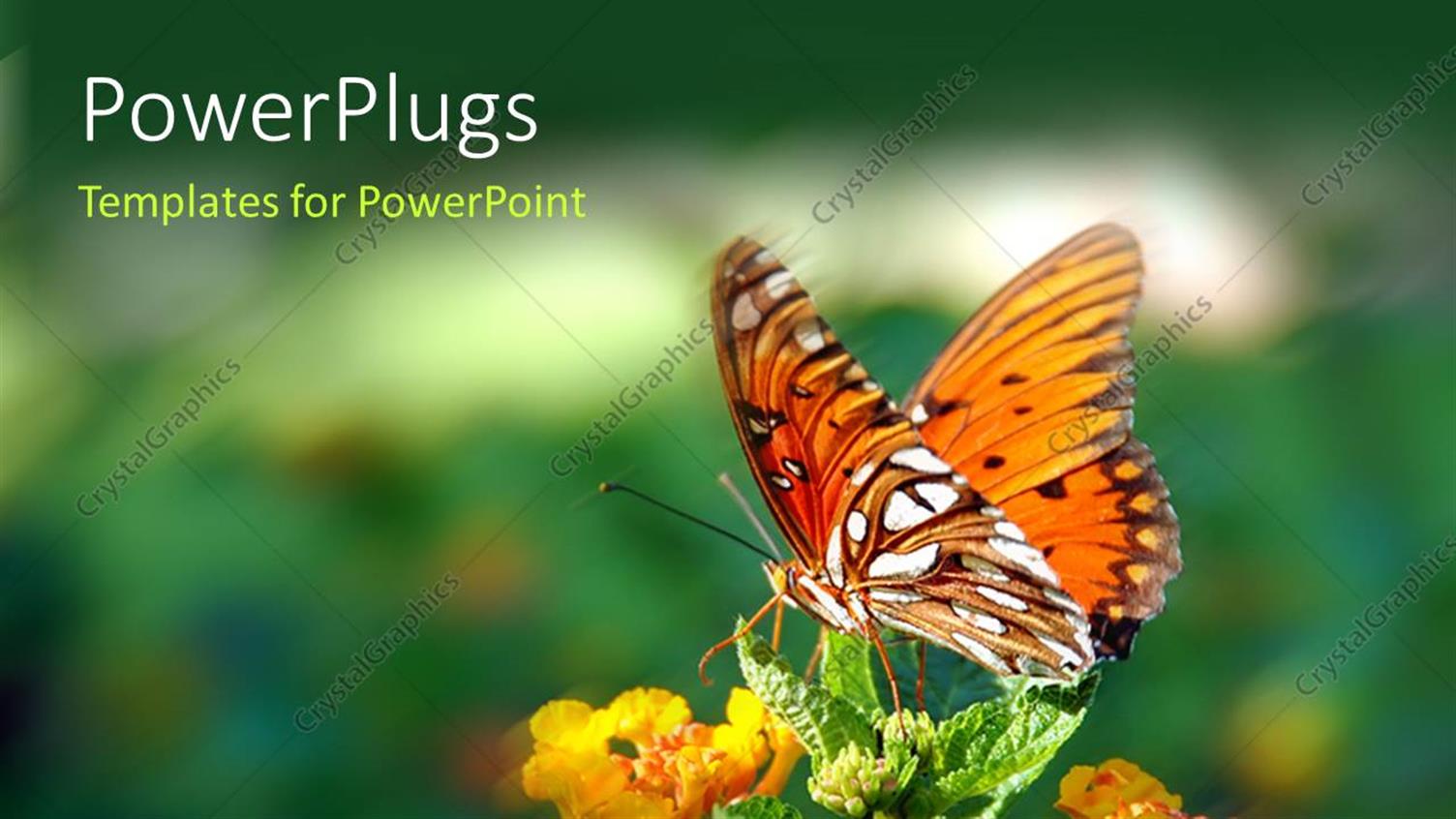 Premium Template for PowerPoint & Google Slides 