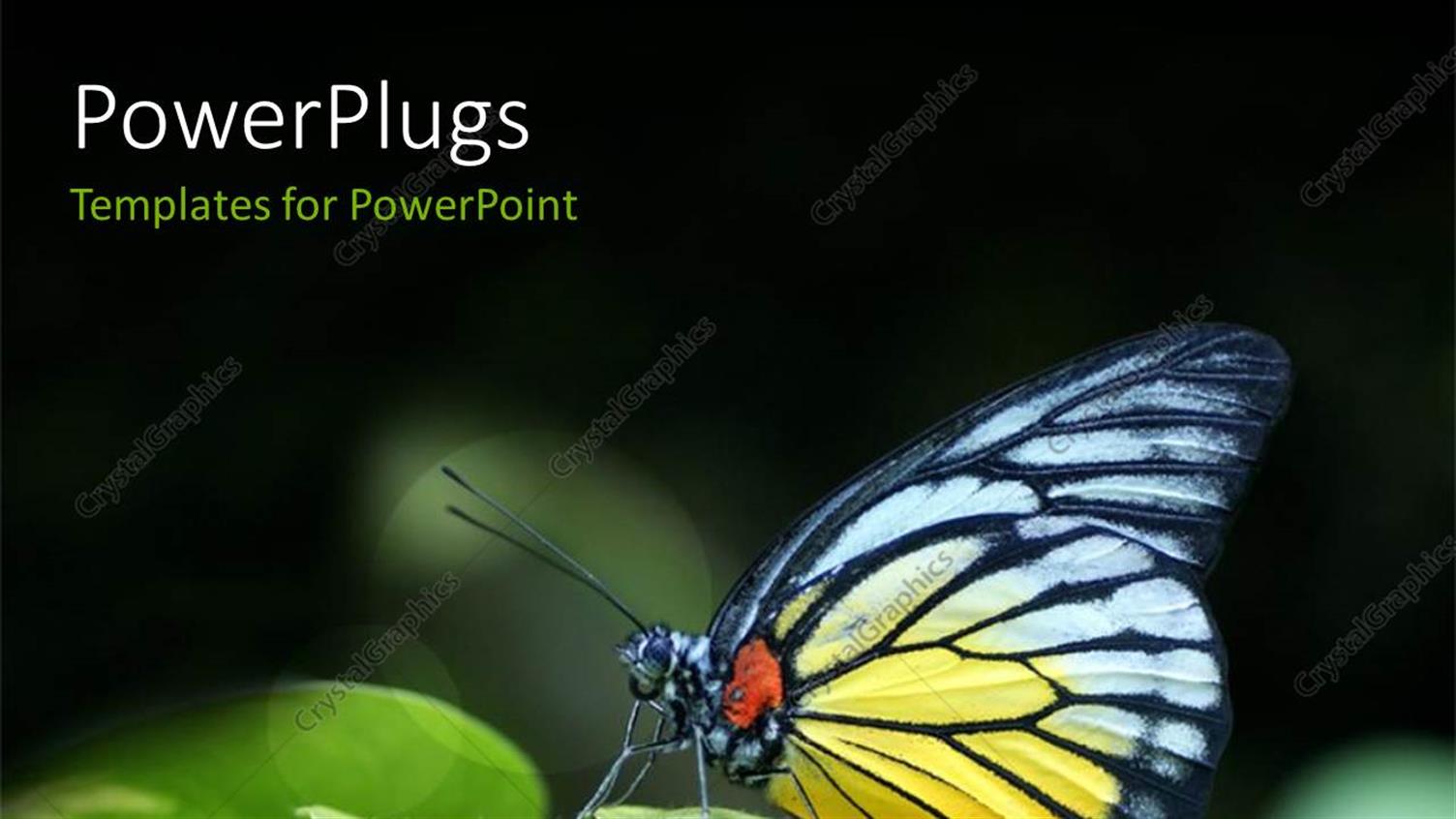 Featuring a Butterfly with a Lot of Greenery in the Background