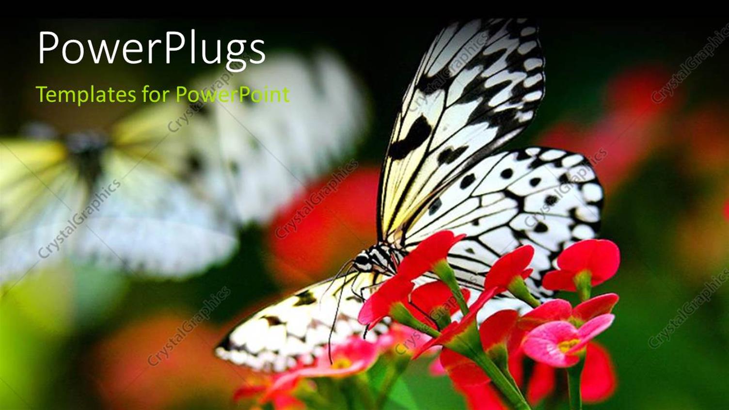 Premium Template for PowerPoint & Google Slides 