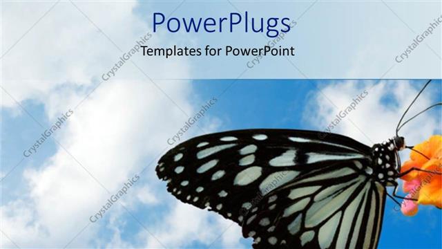  Presentation with butterfly - A butterfly sitting on a flower