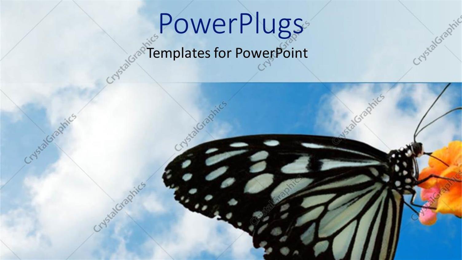 Featuring a Butterfly Sitting on a Flower