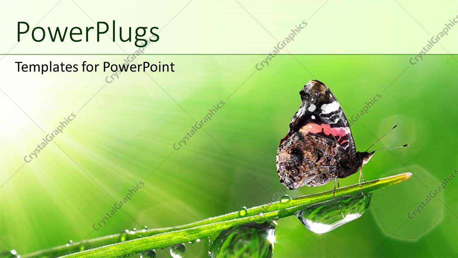 Premium Template for PowerPoint & Google Slides 