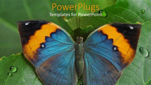  Presentation with water leaf - A butterfly sitting on a leaf with water droplets