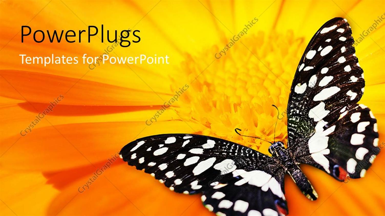 Premium Template for PowerPoint & Google Slides 