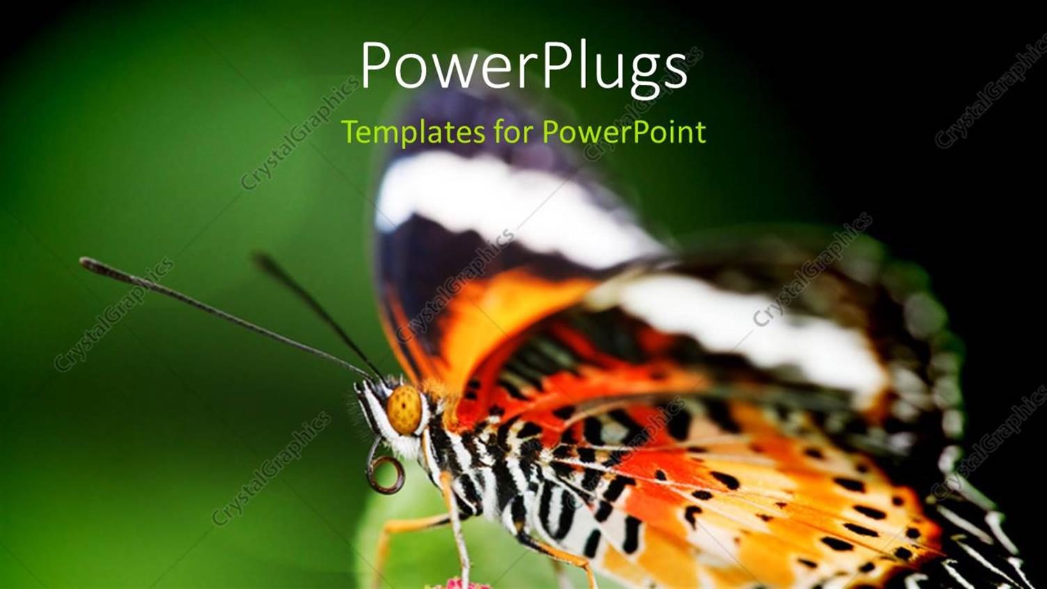 Premium Template for PowerPoint & Google Slides 