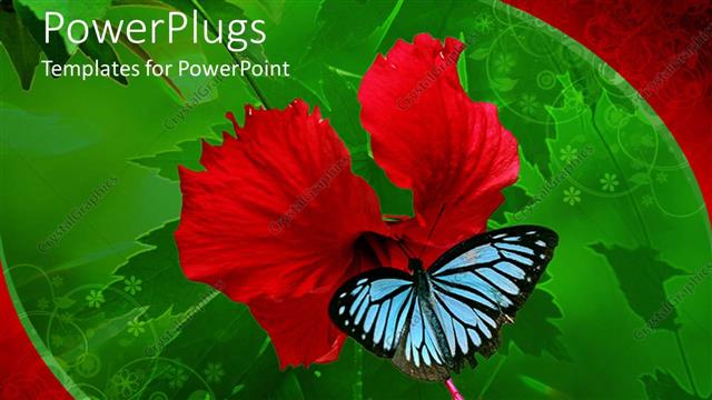  Presentation with hibiscus flower - Butterfly sucking nectar from hibiscus flower