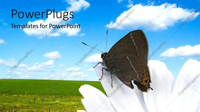 Presentation with blue flower - Butterfly on white flower in green garden with blue cloudy sky