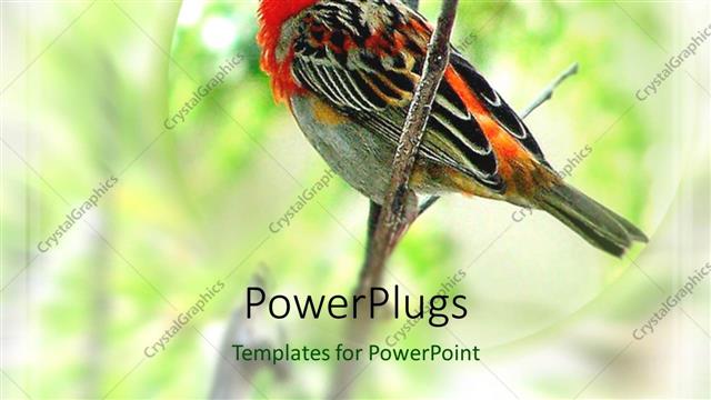  Presentation with cardinal - A cardinal bird with greenery in the background