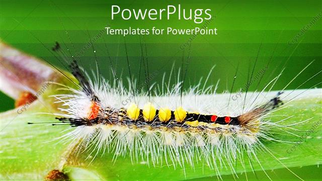  Presentation with caterpillar - A caterpillar with greenish background and place for text