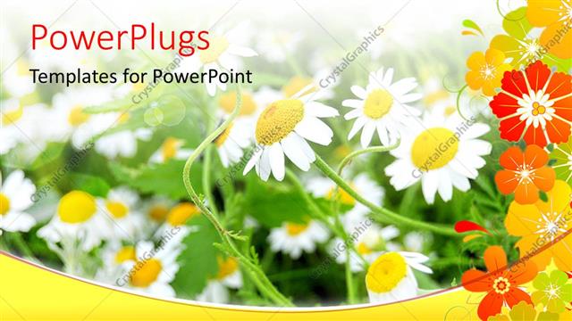  Presentation with shining - Bright sun rays shining on beautiful flower field