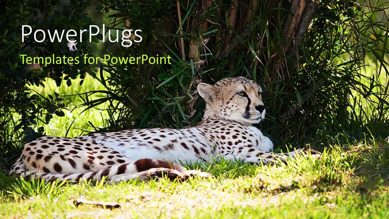 Premium Template for PowerPoint & Google Slides 