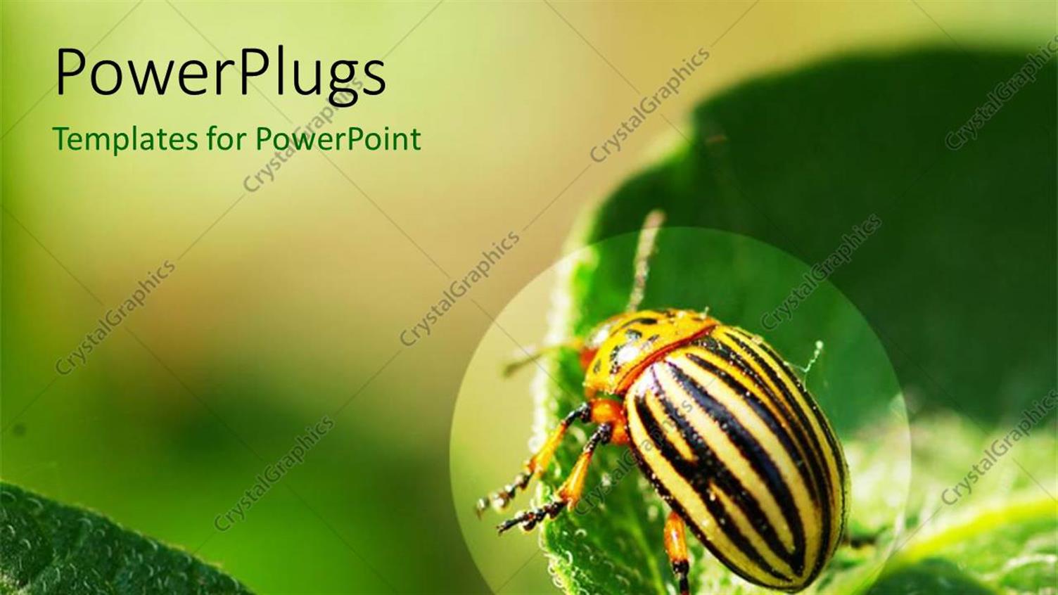 Premium Template for PowerPoint & Google Slides 