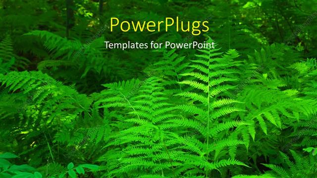 Presentation with fern - Close-up of beautiful fern leaves in thick forest