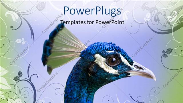  Presentation with vector - Close-up of a colorful peacock head with vector floral texture