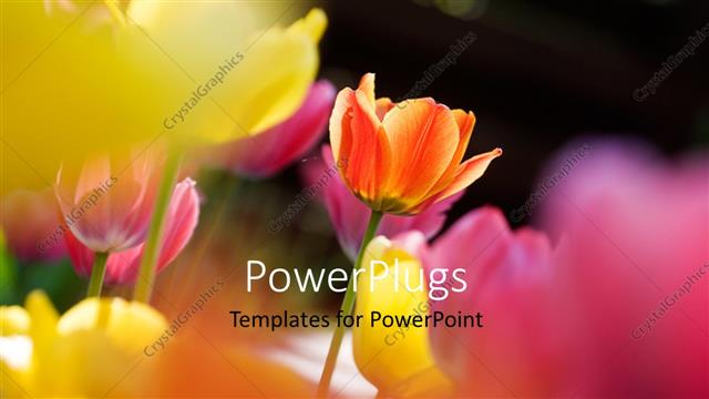  Presentation with tulips - Close-up of colorful tulips over faded background