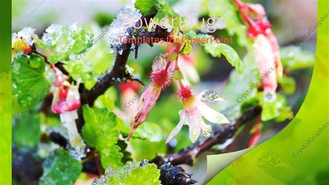  Presentation with gooseberry - Close-up of gooseberry blossoms with ice, green background, nature, winter
