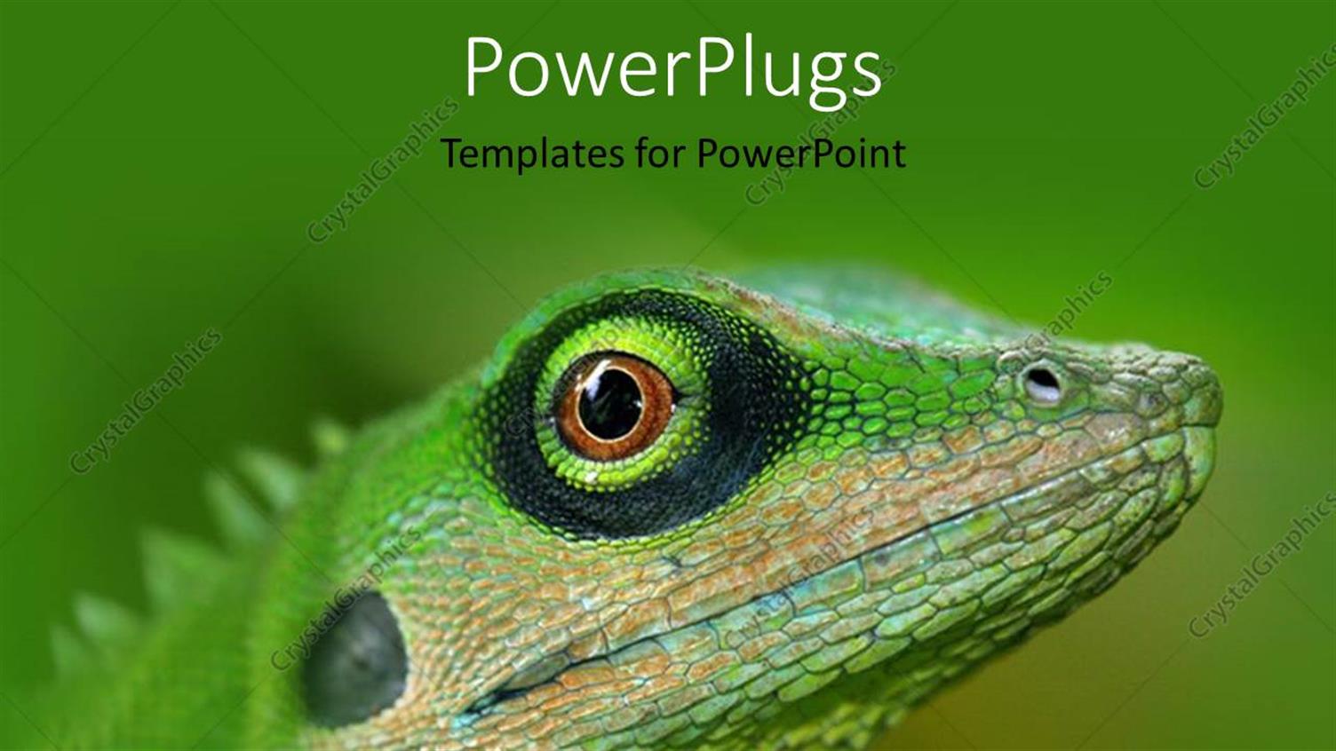 Premium Template for PowerPoint & Google Slides 