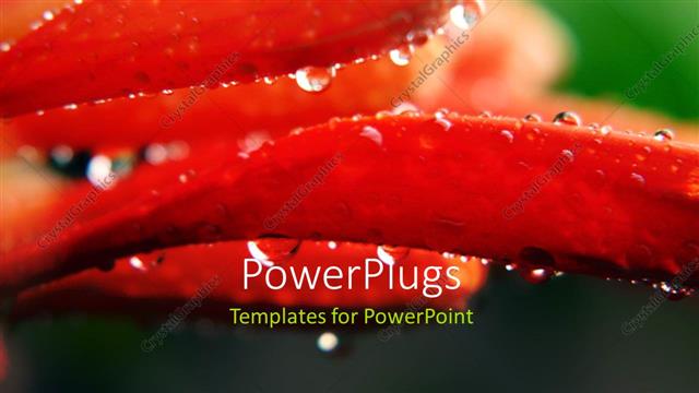  Presentation with water droplets - Close-up of Honeysuckle with water droplets from morning dew