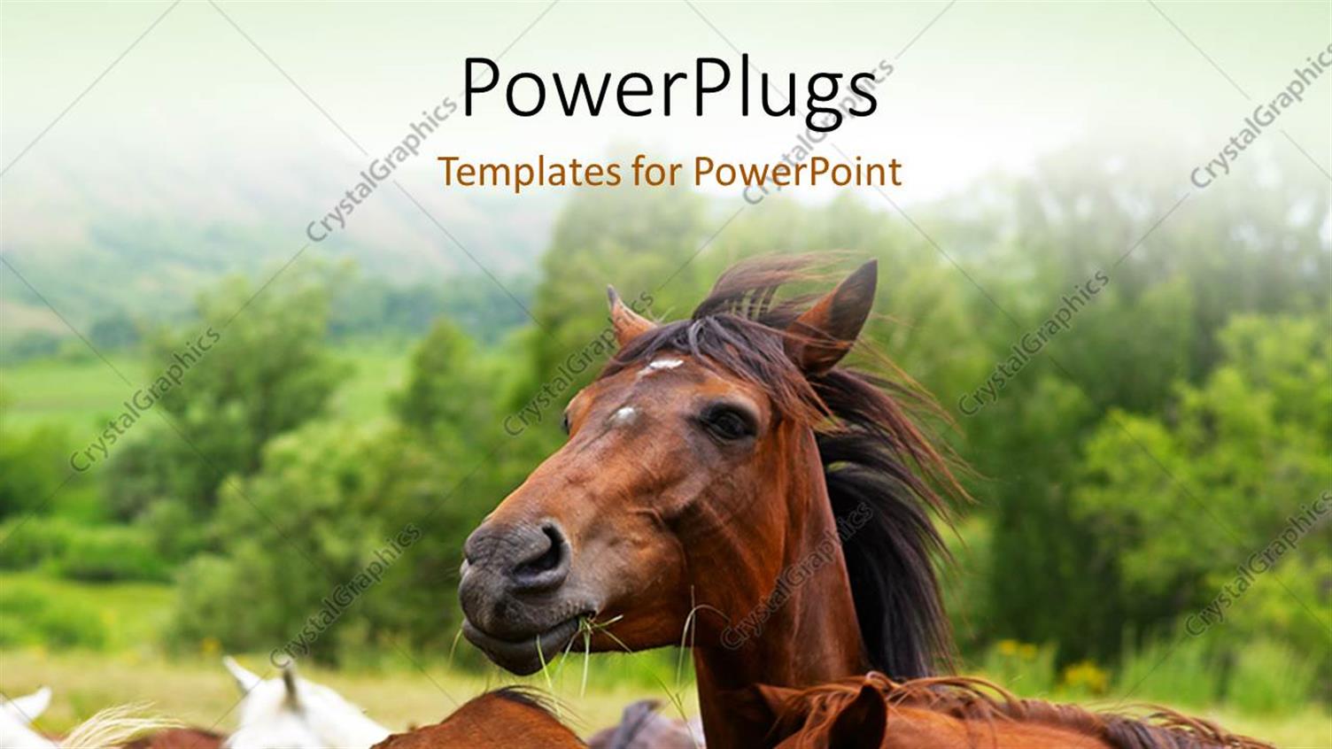 Premium Template for PowerPoint & Google Slides 