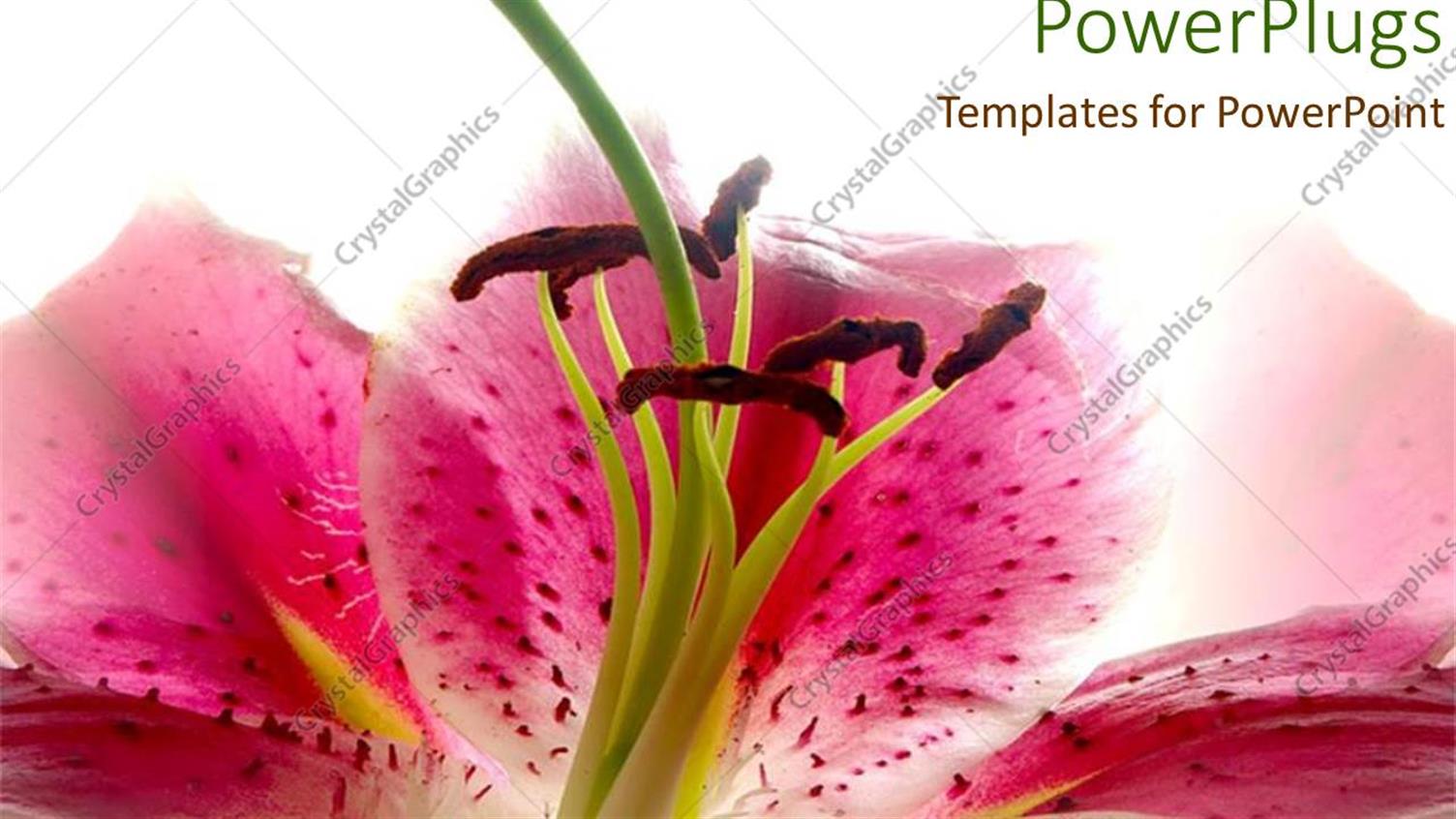 Premium Template for PowerPoint & Google Slides 