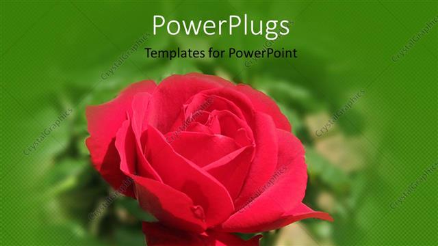  Presentation with blur - Close-up of red rose in garden with green blur