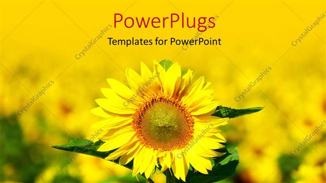  Presentation with sunflower - Close-up of sunflower in beautiful field of sunflower