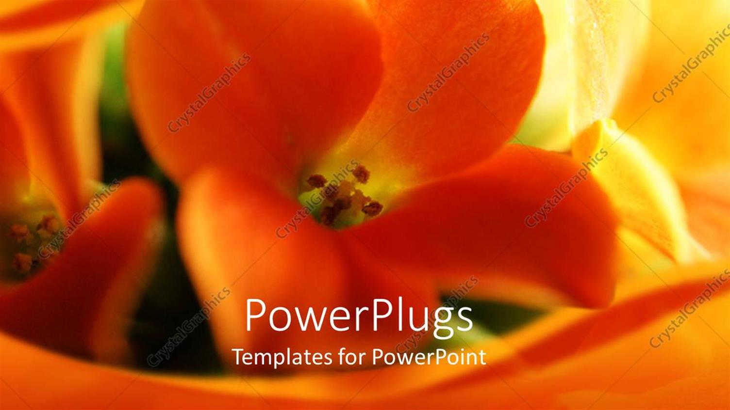 Premium Template for PowerPoint & Google Slides 