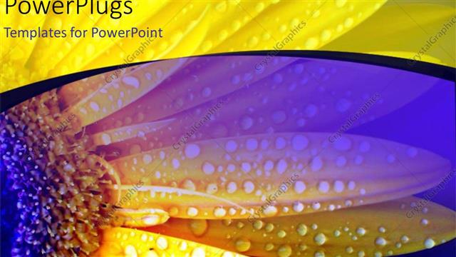  Presentation with daisy - Close-up of yellow daises with rain droplets on flower