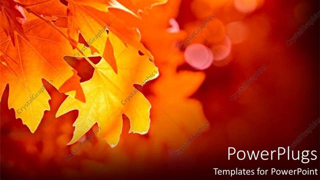  Presentation with autumn - Close-up yellow leaf during fall