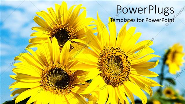  Presentation with sunflower - Close-up of yellow sunflower with blue cloudy sky behind?