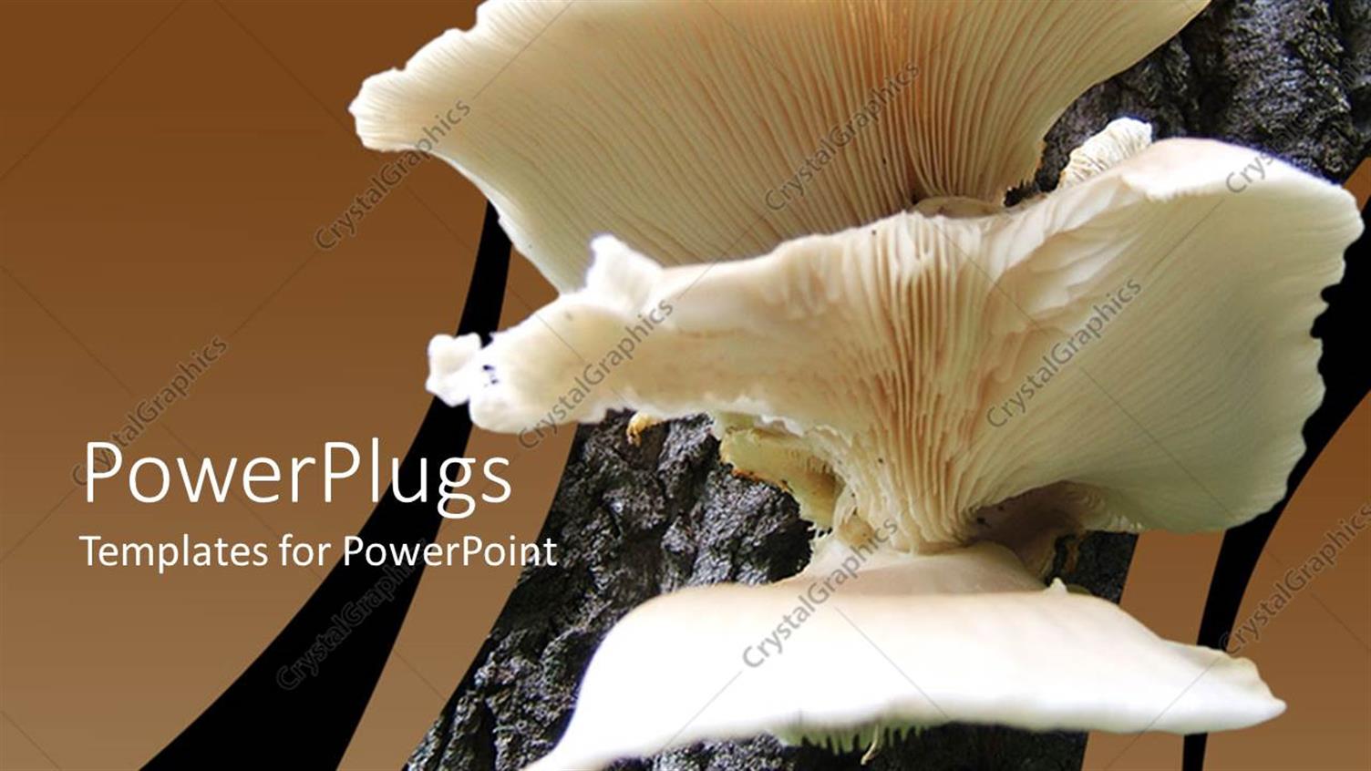 Featuring A Close Look of Mushroom