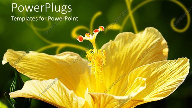  Presentation with hibiscus flower - Close up of beautiful yellow hibiscus flower on green background
