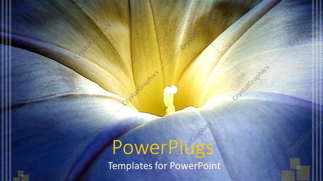  Presentation with blue flower - Close up of blue and yellow Morning glory flower