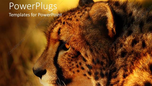  Presentation with tiger - Close up of cheetah head at sunset with blurred background