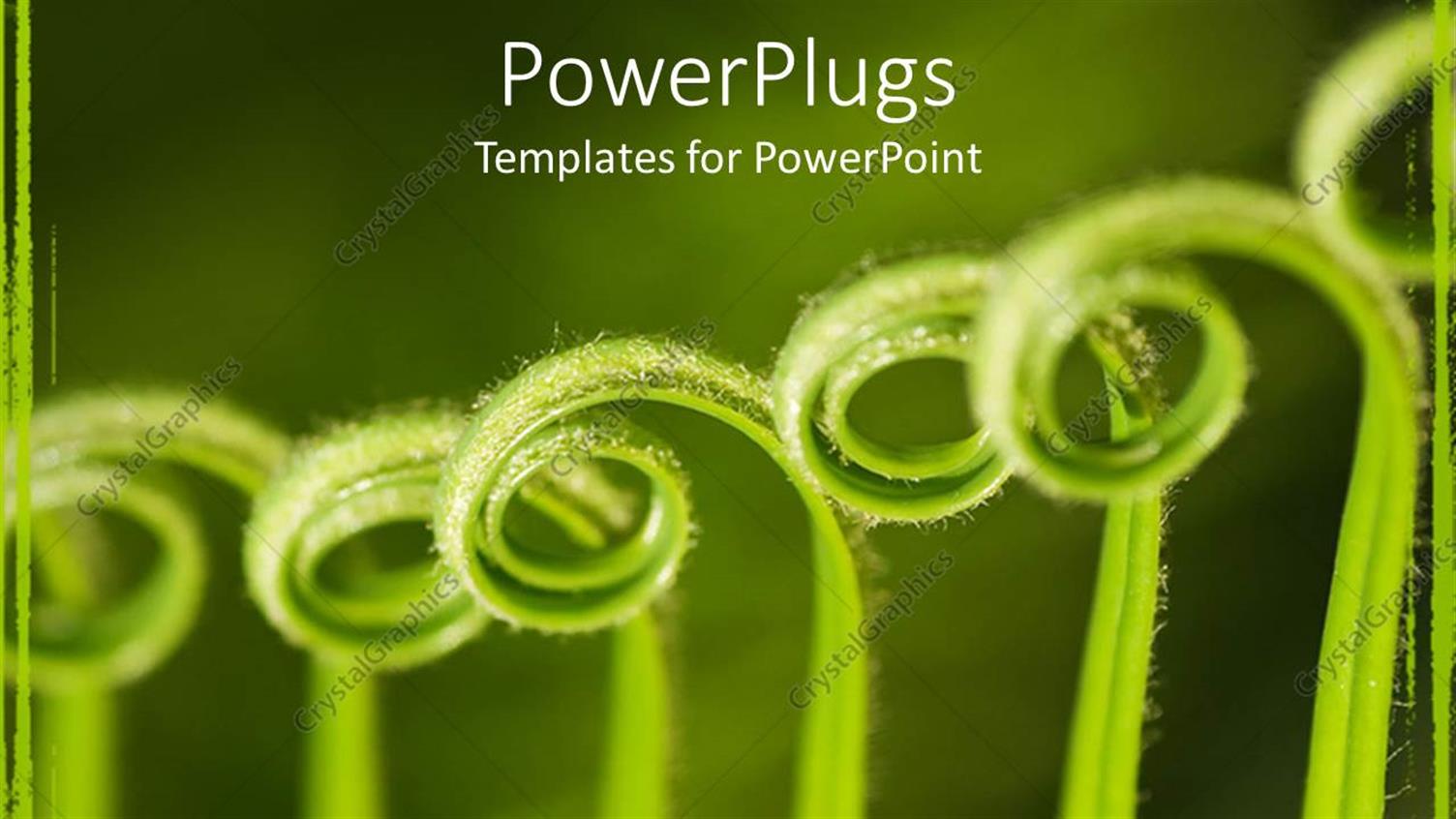 Featuring Close Up of Curled Green Palm Fronds