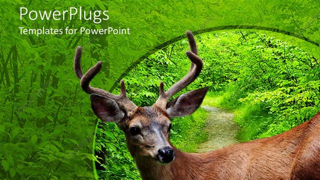  Presentation with deer - Close up of deer head and body by a road in the green forest