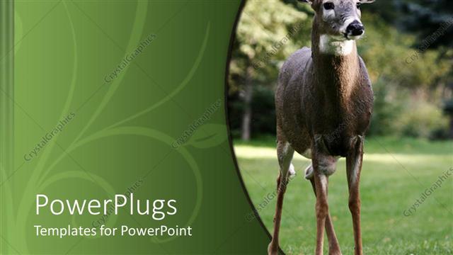  Presentation with deer - Close up of deer, white tailed deer buck with forest trees in the background