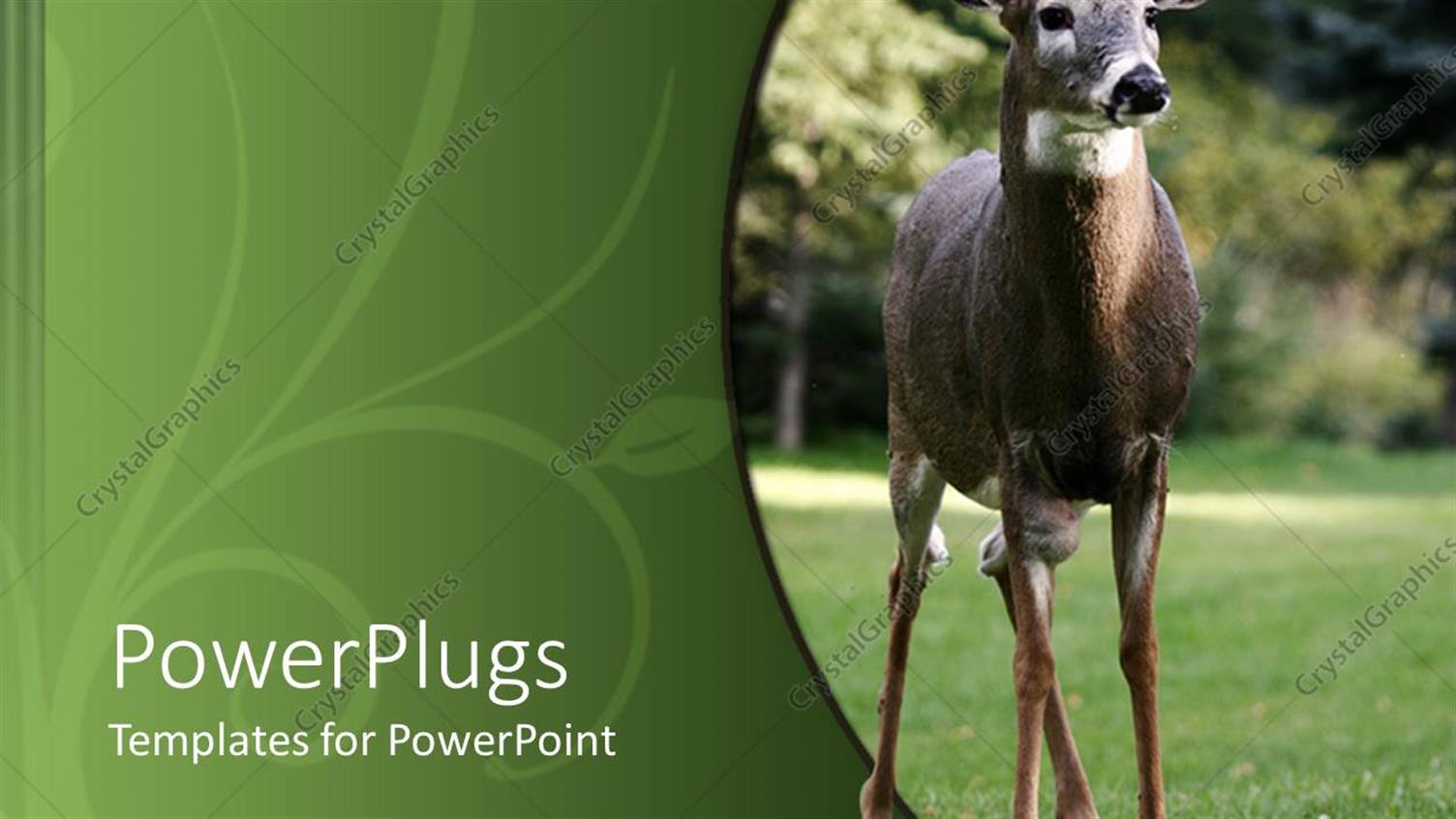 Premium Template for PowerPoint & Google Slides 