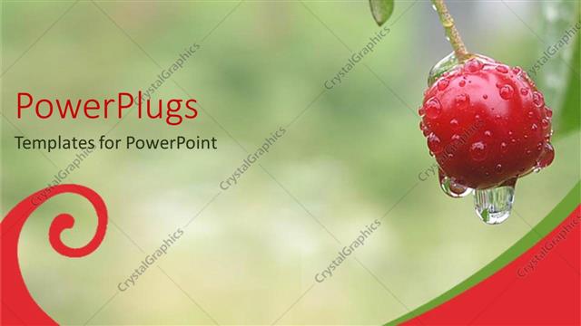  Presentation with dew - Close up of dew dropping from cherry fruit on plant