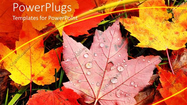  Presentation with autumn - Close up of dewy red and yellow autumn leaves