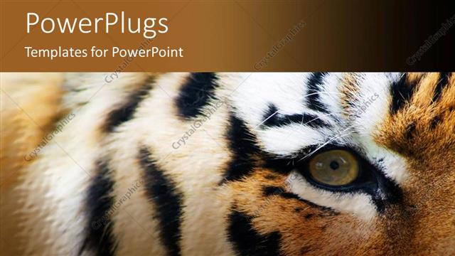  Presentation with eye tiger - Close up of eye and face of stripped tiger