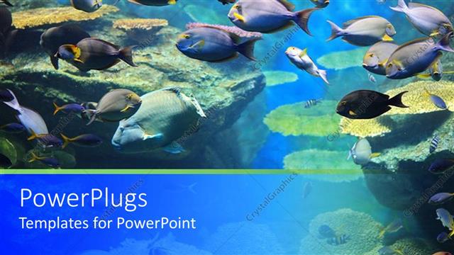  Presentation with fish aquarium - Close up fish aquarium school of blue fish coral