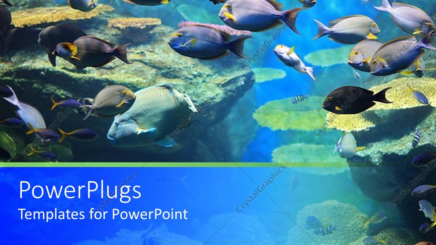 Premium Template for PowerPoint & Google Slides 