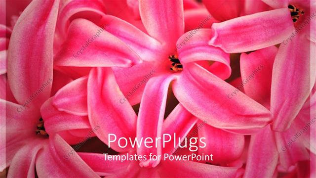  Presentation with blurred flowers - Close up of flowers with blurred background