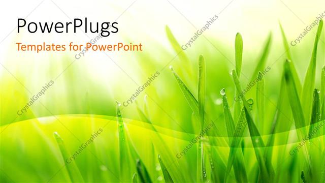  Presentation with dew - Close up of grass covered with morning dew on yellow and white background