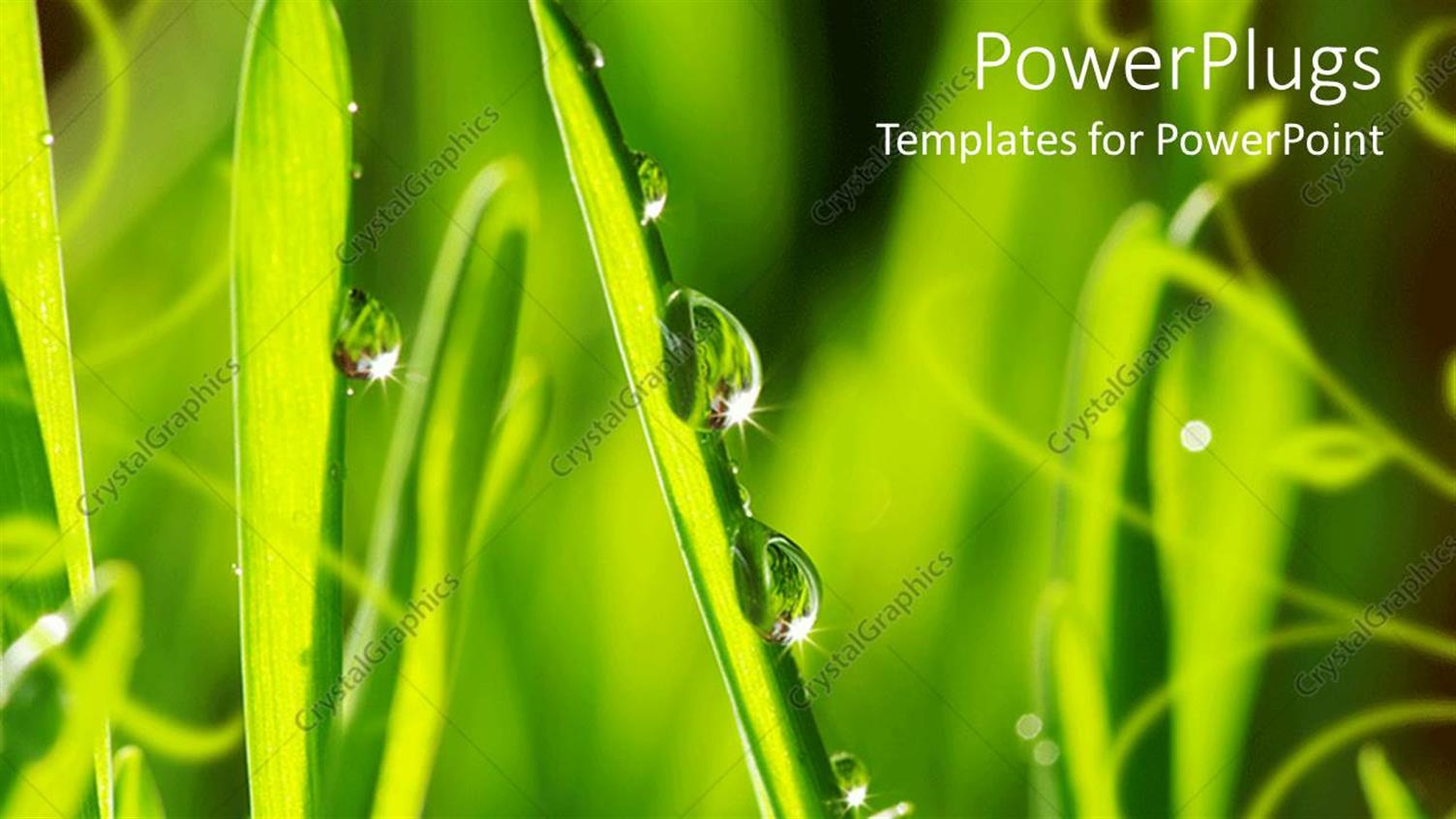 Premium Template for PowerPoint & Google Slides 