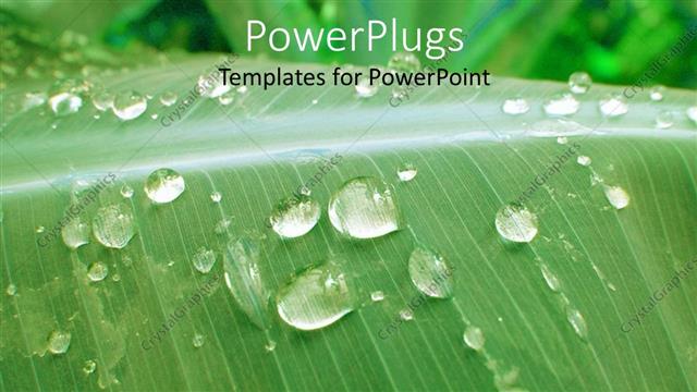  Presentation with water leaf - Close up of green leaf covered in dew drops