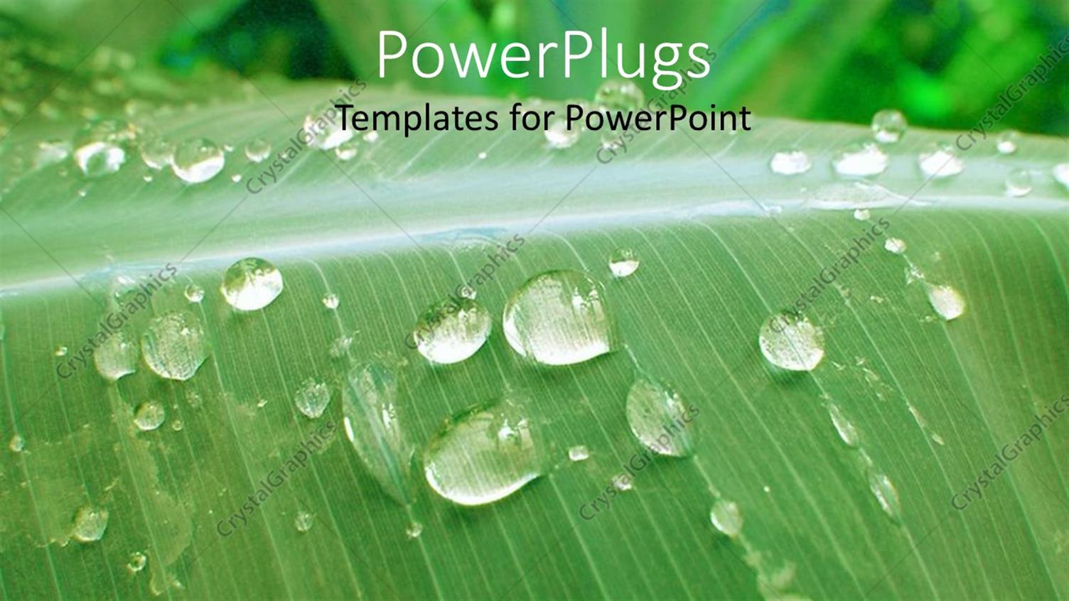 Premium Template for PowerPoint & Google Slides 